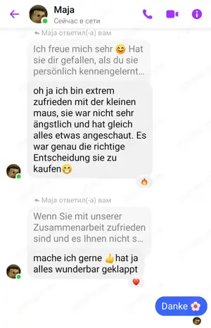 African pygmy hedgehogs Bild 10