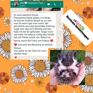 African pygmy hedgehogs Bild 9