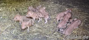 Tea Cup Minischweine Minischwein Ferkel Sau Eber Schwein 