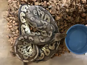1.0 Cinnamon - Pastel 100%het Ghost NZ 15 Python regius