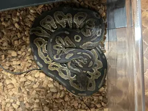 0.1 Cinnamon 100%het Ghost NZ 15 Python regius Bild 2