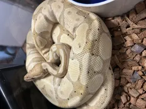 0.1 Banana 100%het Piebald NZ 19 Python regius