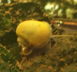 Schöne Apfelschnecken  3 bis 5 cm in schönen Farben