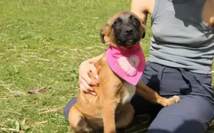 Süße Lillifee sucht Wirkungskreis			