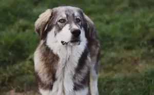 Egino, der fantastische Junghund, sucht ein Zuhause.