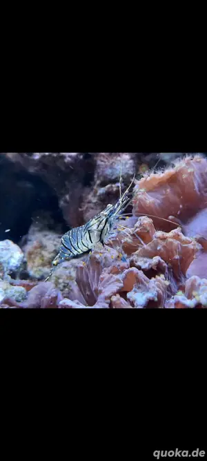 Palaemon Elegans Felsengarnelen Nachzuchten Meerwasser Aquarium ähnlich Putzergarnele 