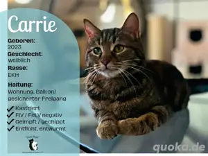 Katze Carrie sucht ein Zuhause 