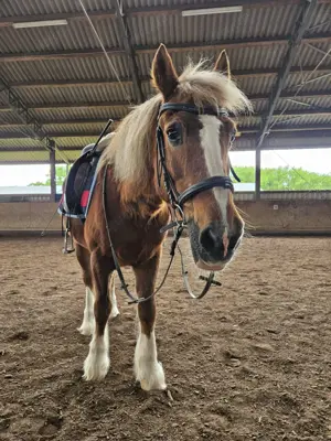 Suche 2 Reitbezeiligungen