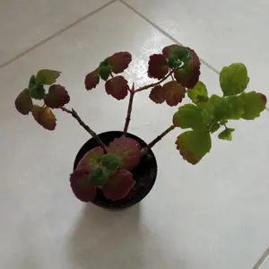 Streptocarpus Titanwurz Amaryllis Kaffirlimette Bild 8