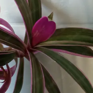 Streptocarpus Titanwurz Amaryllis Kaffirlimette Bild 7