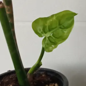 Streptocarpus Titanwurz Amaryllis Kaffirlimette Bild 5