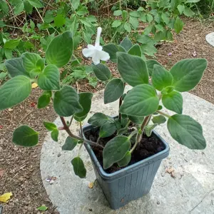 Streptocarpus Titanwurz Amaryllis Kaffirlimette Bild 3