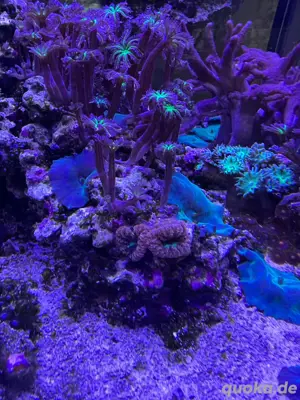 Besatz meines Eheim Incpiria zum Verkaufen