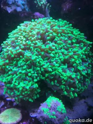 Euphyllia Paraancora Toxic Green