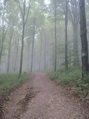 Landwirtschaft in West-Ungarn Bild 6