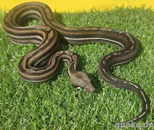 Boa Imperator 1.0 Inca Motley het Black Panther poss het Albino Sharp 