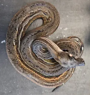 Boa Imperator 1.0 Inca Black Panther   5.24