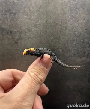 Rotaugen Buschkrokodil Bild 4