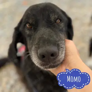 Momo, unglaublich lieber und zärtlicher Mischling, evtl. Dachsbracke, Schweisshund, Labrador