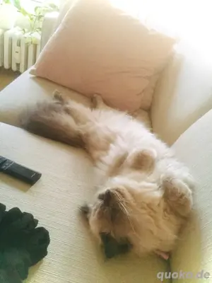 BKH BLH Deckkater Blue Point mit sehr guter Deckerfahrung Bild 5