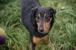 *SKIBBY* - ein Plätzchen im Garten mit Unterschlupf wäre super