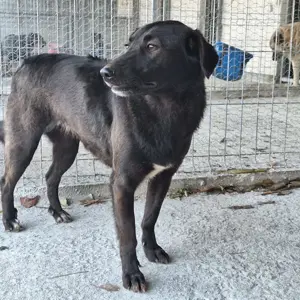 Hündin Lucette - Black is beautiful