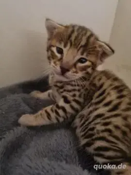 Gut erzogene Bengalkätzchen.