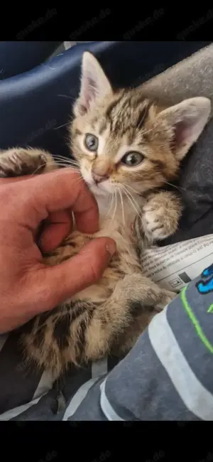 Kitten Bengal EKH Mischlinge(3.Männchen.3Weibchen)