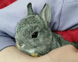 Kleinbleibende Farbenzwerg Zwergkaninchen Kaninchen Chinchilla Hase Zwerg Baby Minizwerge Emsdetten 