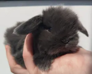 Kleinbleibende Minilop Zwergkaninchen Zwergwidder Kaninchen Widder Minilops Emsdetten Minizwerge 