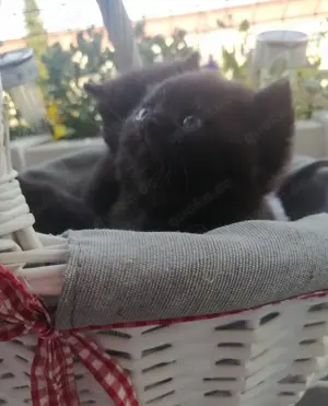 SÜßE BKH KITTEN. Reinrassige. Nur noch 2 frei. 