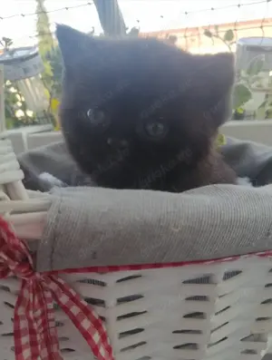 3 SÜßE BKH KITTEN . Reinrassige. Reservieren. 0