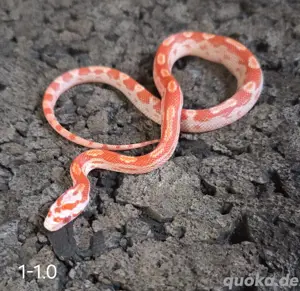 Toffee Motley, Amel Motley