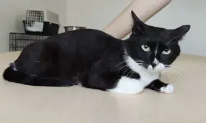 RONDA- gutmütig, sozial, etwas schüchtern