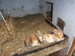 Zwergkaninchen, Zwergrex, Farbezwerge