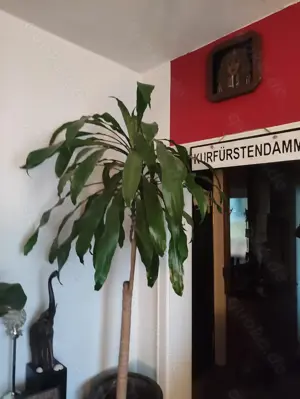 Ich möchte deine kleinen Brüste verwöhnen. Bild 7