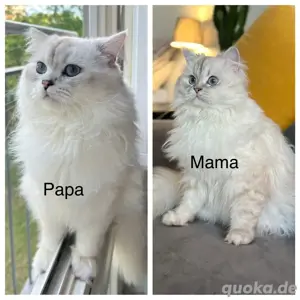 charmantes und verspieltes männliches BLH-Kätzchen Bild 6