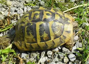 Verkaufe weibliche Testudo hermanni hercegovinensis (Dalmatinische Landschildkröte)