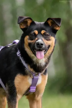 Süße Lusha sucht liebevolle Familie