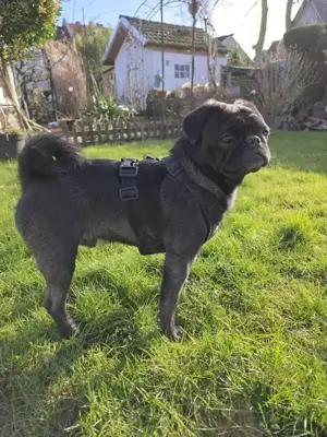 Deckrüde Retromops mit Ahnentafel!