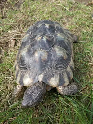 Breitrandschildkröten  m  w 