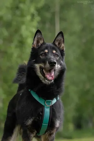 Süßer Grey sucht liebevolles Zuhause