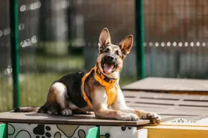 Schöne Deya sucht ein neues Zuhause