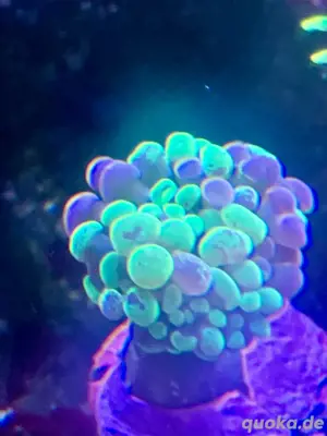 euphyllia meerwasser ableger