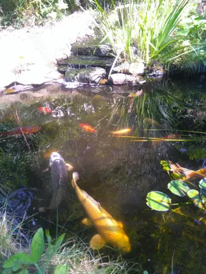 Koikarpfen, Goldfische in Baden-Baden Gestohlen  Bild 2