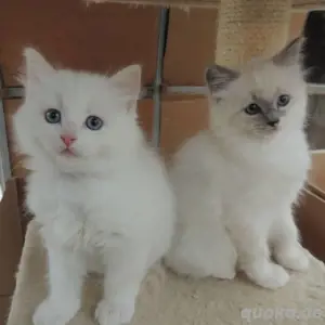 Vermittlung von Ragdoll-Kätzchen