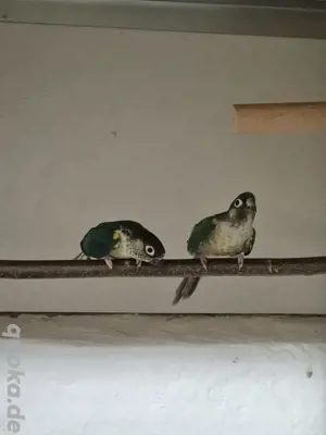 Grünwangen Rotschwanzsittich Pyrrhura 