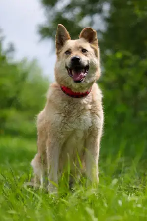 Skye treue seele sucht ....