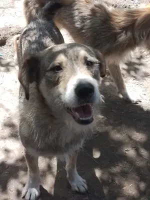 SIMBA - Traumzuhause gesucht (wartet in Rumänien)