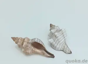 2 Deko- Muschel